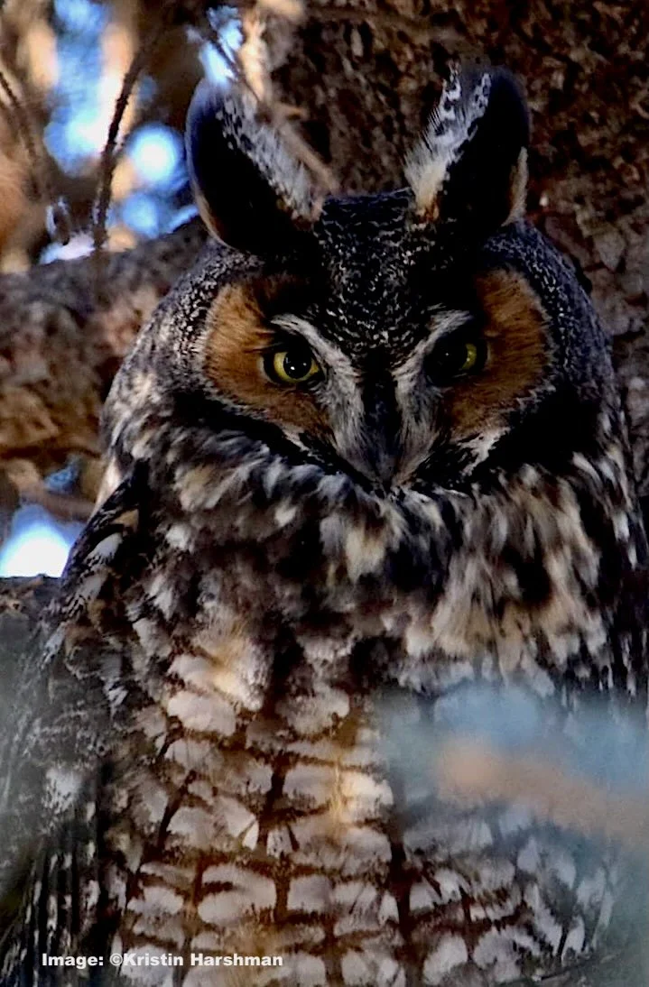 トップス Owl Amazon.com : Owlery Snowy Solar Owl With Motion Detector, Flashing